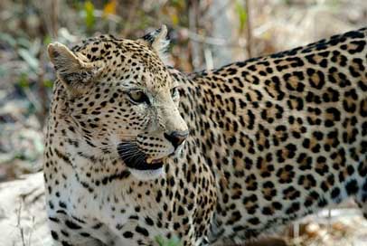 Leopard Botswana Savuti Big-Cat Picture