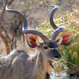 Botswana Portrait Khudu Wild-Animal Picture