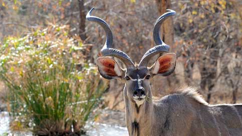 Botswana Wildlife Khudu Wild-Animal Picture