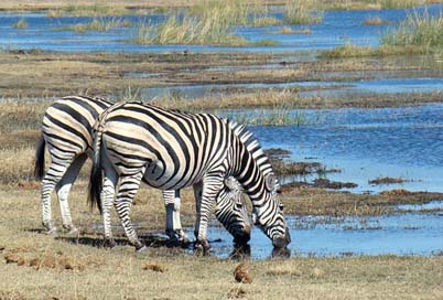 Zebra Wildlife Wild Animal Picture