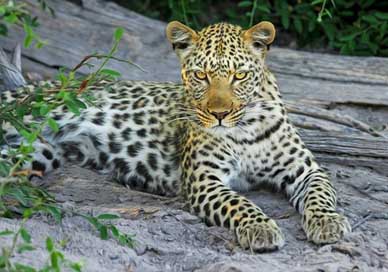 Leopard Botswana Wildcat Big-Cat Picture
