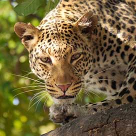 Leopard Botswana Wildier Safari Picture