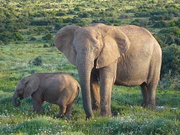 African-Elephants Wild Wildlife Bush Picture