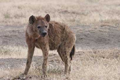 Hyena Nature Wildlife Africa Picture