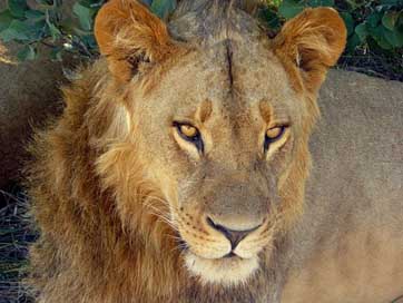 Lion Big-Cat Wildlife Wild Picture