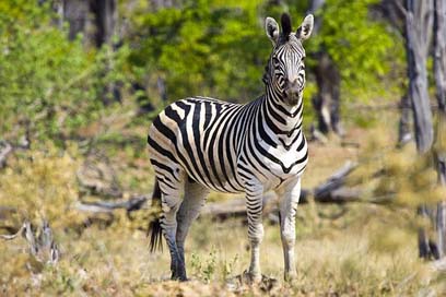 Zebra Botswana Wildlife Africa Picture