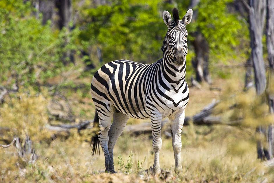 Botswana Wildlife Africa Zebra