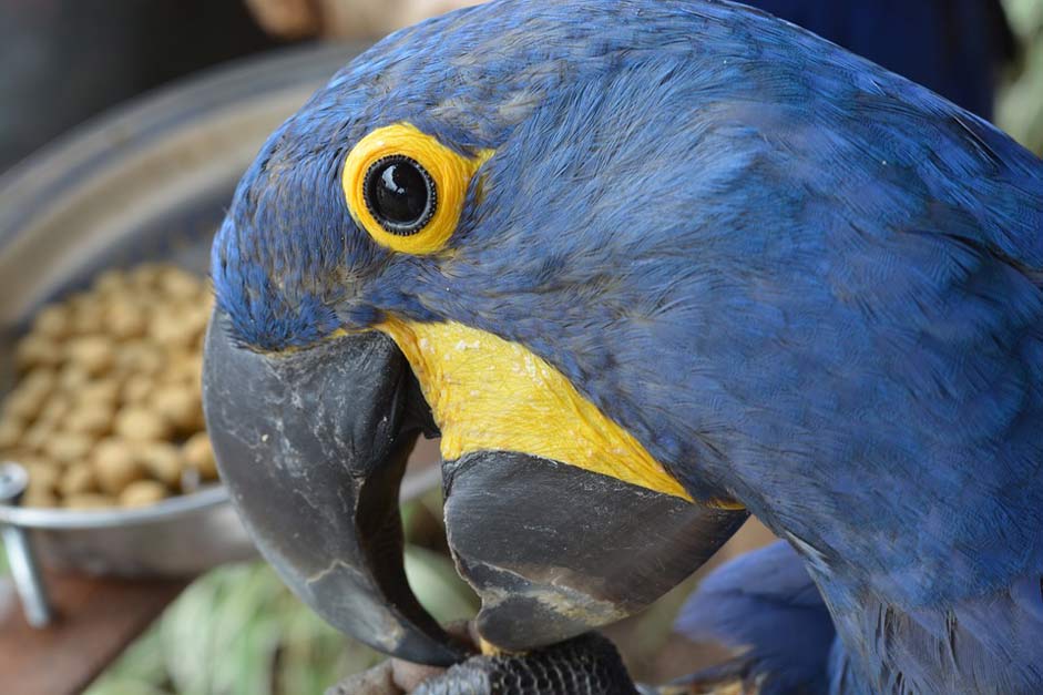 Blue Brazil Bird Arara