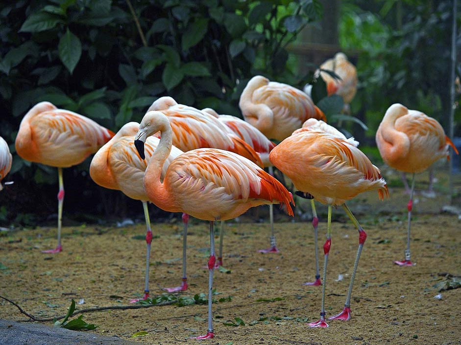 Animal Water-Birds Flamingos Brazil