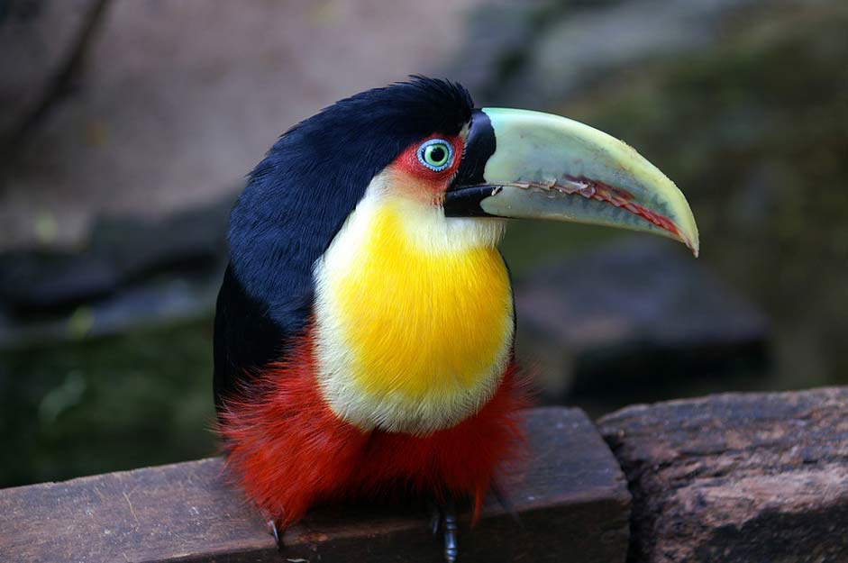 Tropical-Bird Bird Toucan Brazil