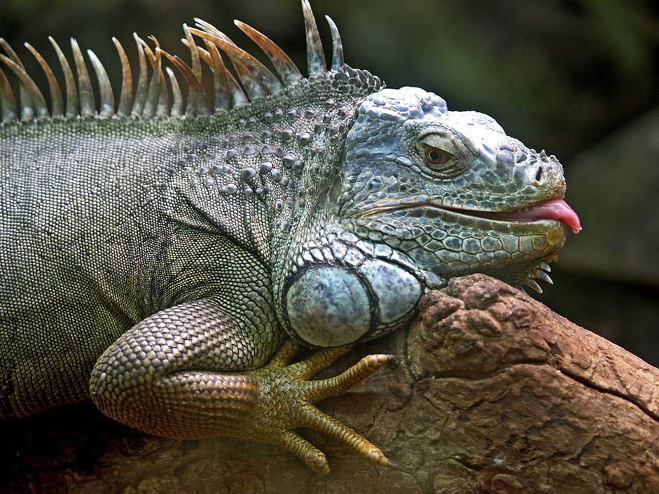 Brazil Animal Lizard Iguana