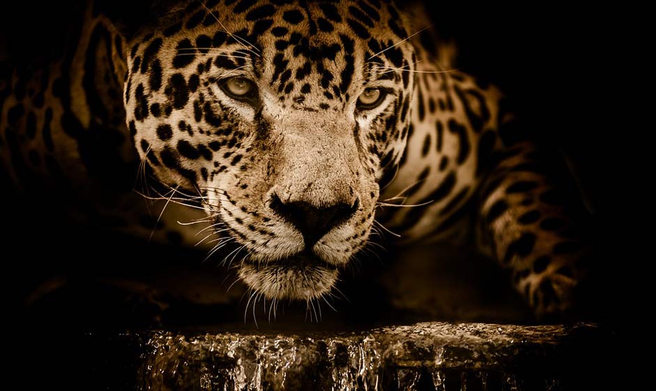 Stalking Carnivore Wildcat Jaguar