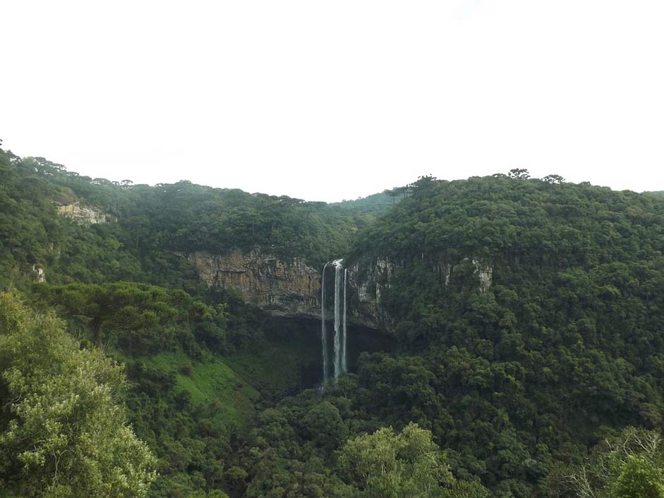 Brazil Cinnamon Jungle Nature