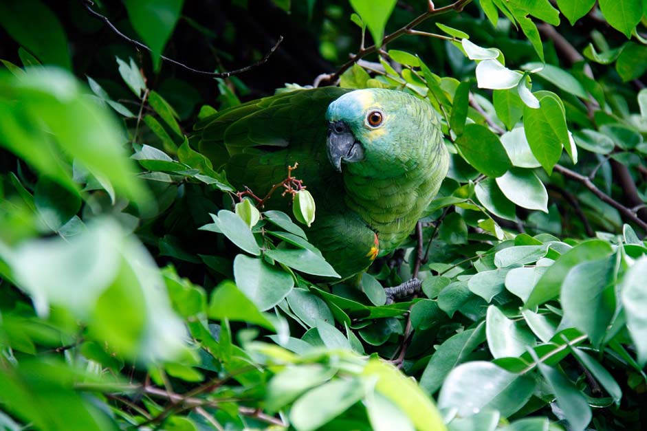 Animal Bird Parrot Nature