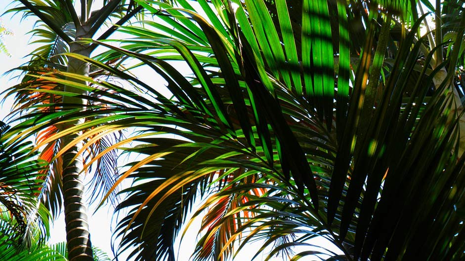 Flora Tropical Beach Palm-Tree