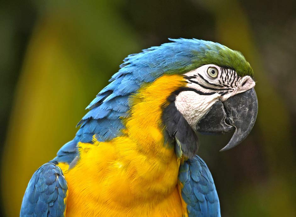Blue Yellow Bird Parrot