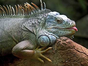 Iguana Brazil Animal Lizard Picture