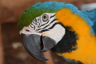 Arara Blue Brazil Bird Picture