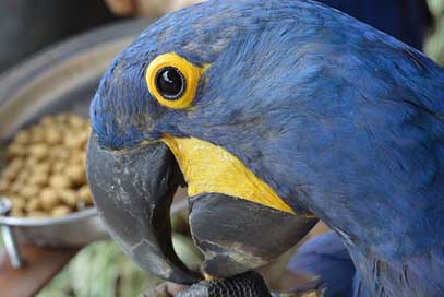Arara Blue Brazil Bird Picture