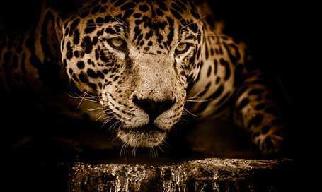 Jaguar Stalking Carnivore Wildcat Picture