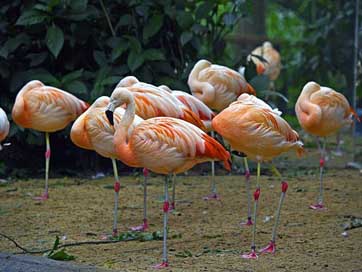 Brazil Animal Water-Birds Flamingos Picture