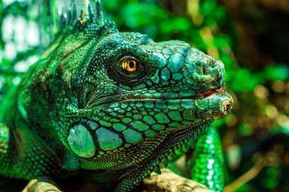 Iguana Reptile Nature Eyes Picture