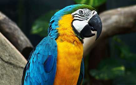 Parrot  Brazil Arara Picture
