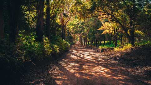 Forest Infinity Road Mato Picture