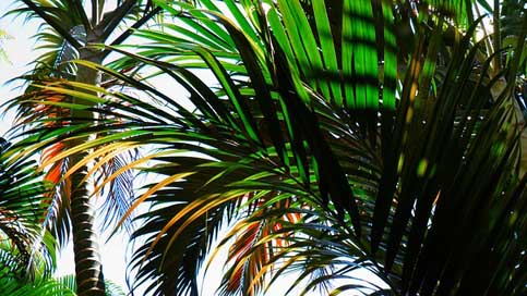 Palm-Tree Flora Tropical Beach Picture