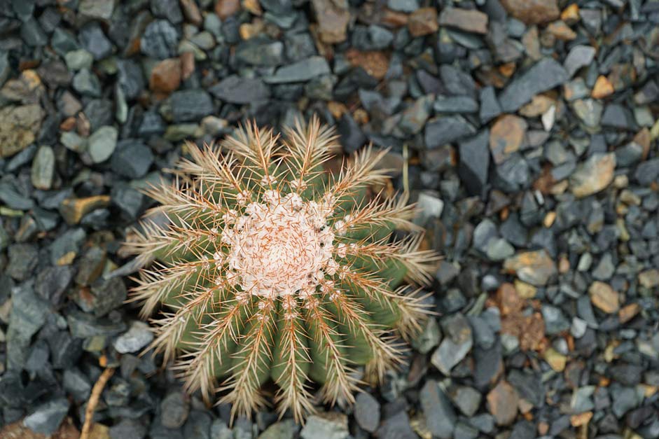British-Virgin-Island Nature Plant Cactus
