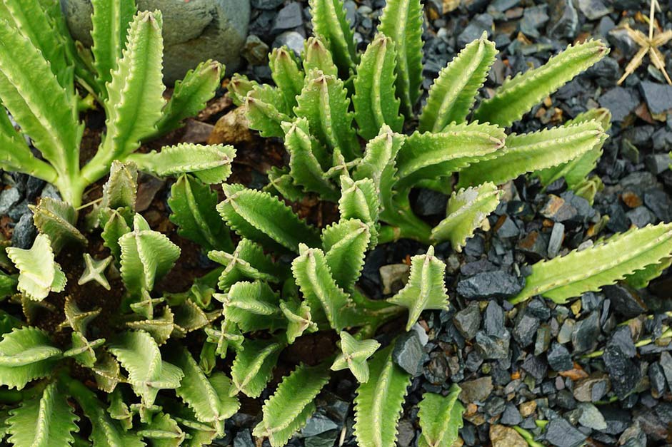 British-Virgin-Island Nature Plant Cactus
