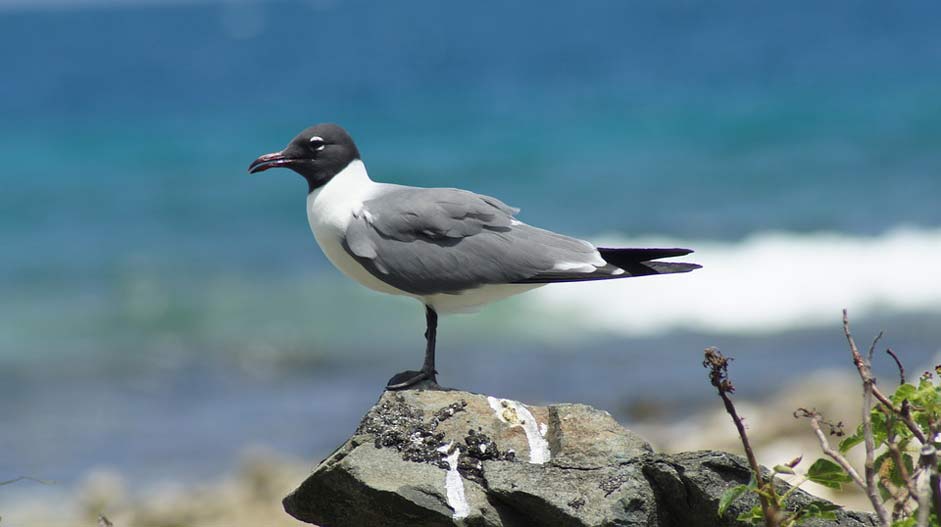 Coastal British-Virgin-Islands Bird Seagull