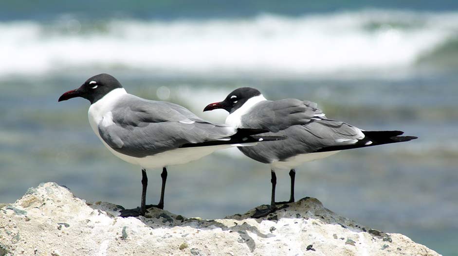 British-Virgin-Islands Coastal Bird Seagulls