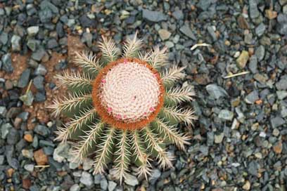 Cactus British-Virgin-Island Nature Plant Picture