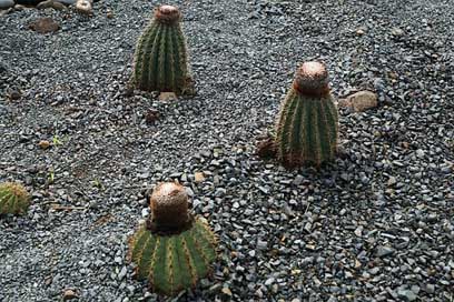 Cactus British-Virgin-Island Nature Plant Picture