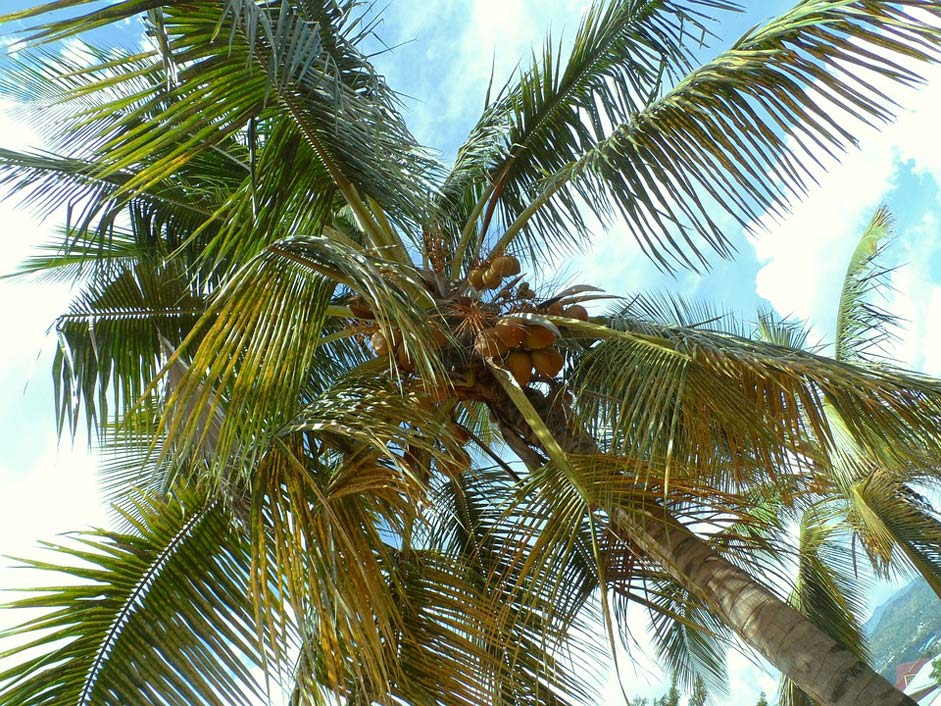 Palm-Nuts Palm-Tree Burundi Bujumbura