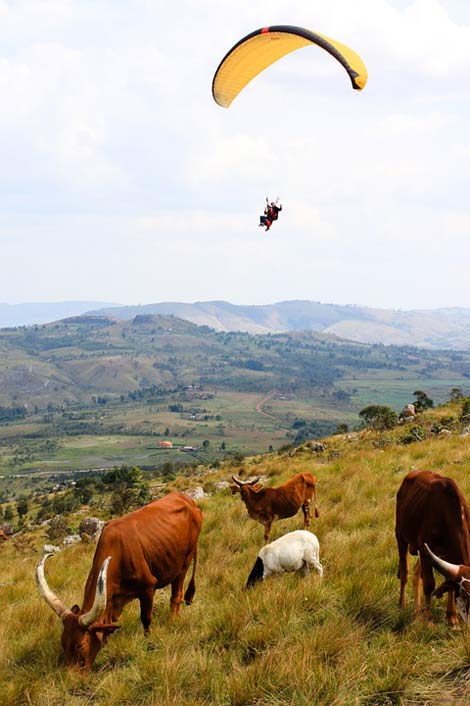Nature Paragliding Burundi Cow