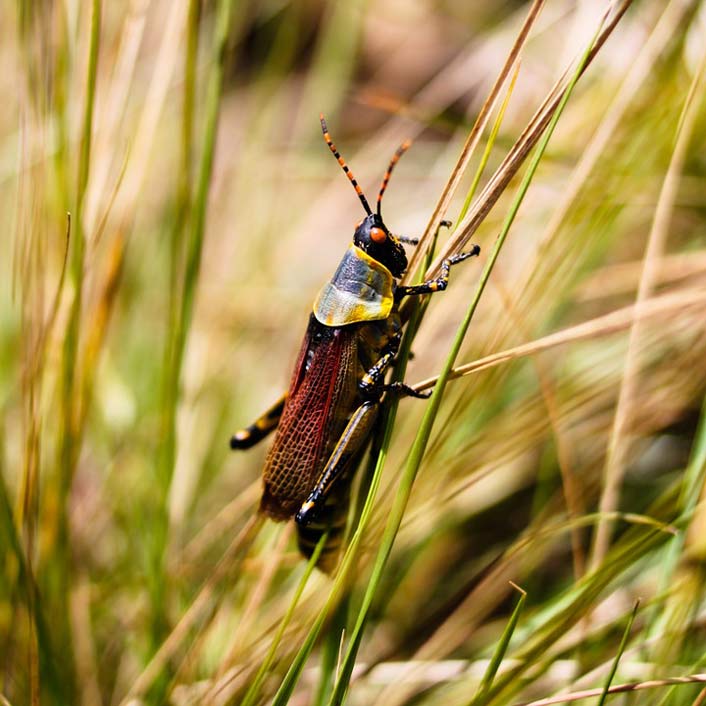 Animal Insect Burundi Grasshopper