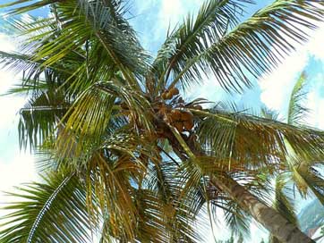 Bujumbura Palm-Nuts Palm-Tree Burundi Picture