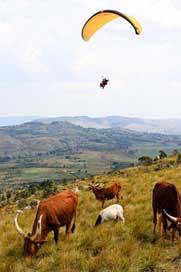 Cow Nature Paragliding Burundi Picture