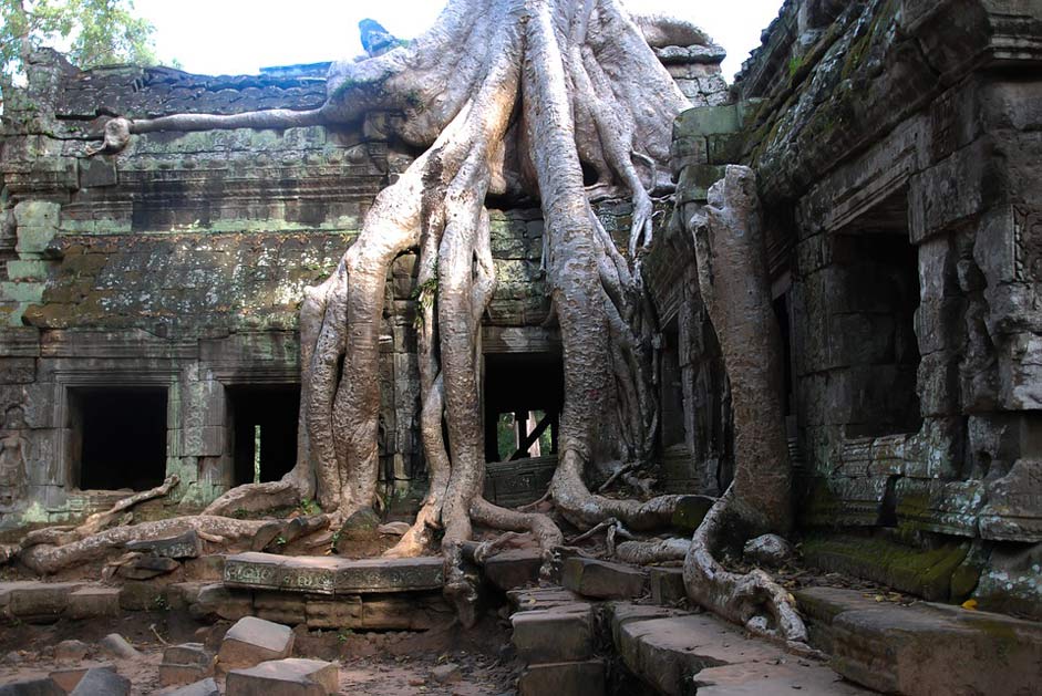 Travel Tourism Tree Angkor-Wat