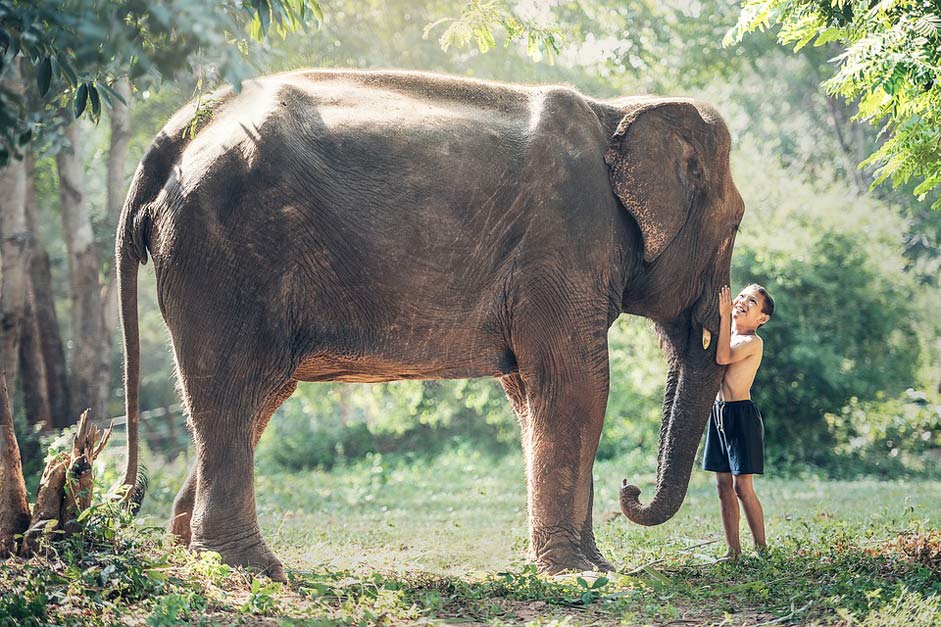 Child Kid Cambodia Elephant