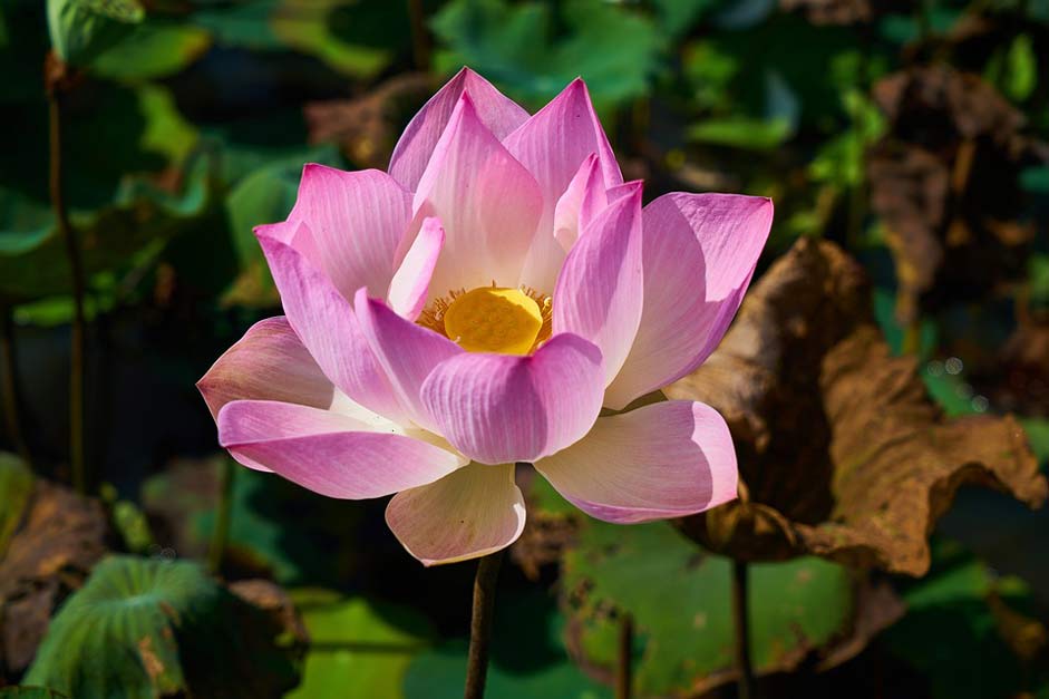 Nature Flower Plant Lotus
