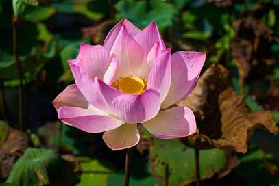 Lotus Nature Flower Plant Picture