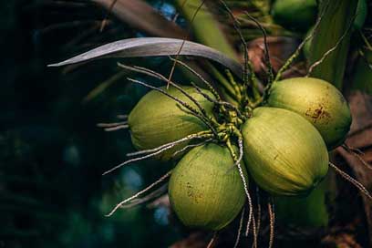 Green Island Kohphangan Coconuts Picture