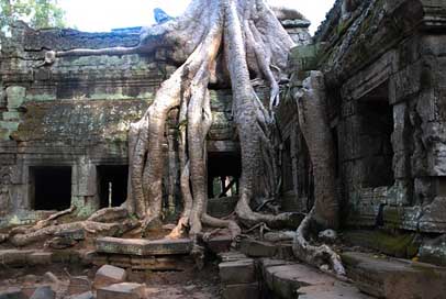 Angkor-Wat Travel Tourism Tree Picture