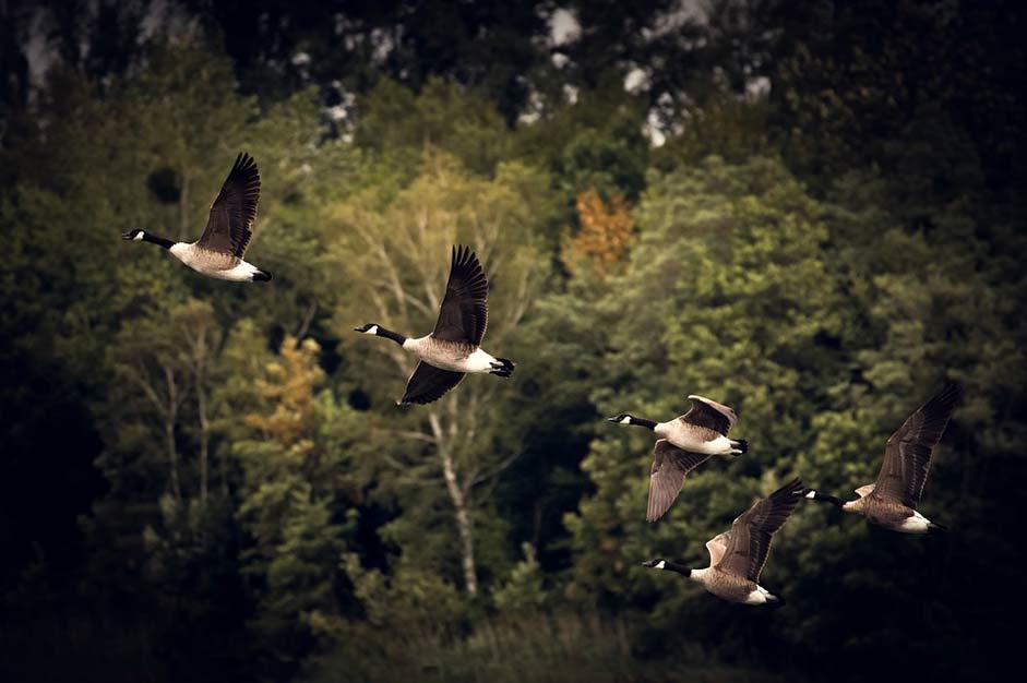 Wild-Goose Migratory-Birds Geese Autumn