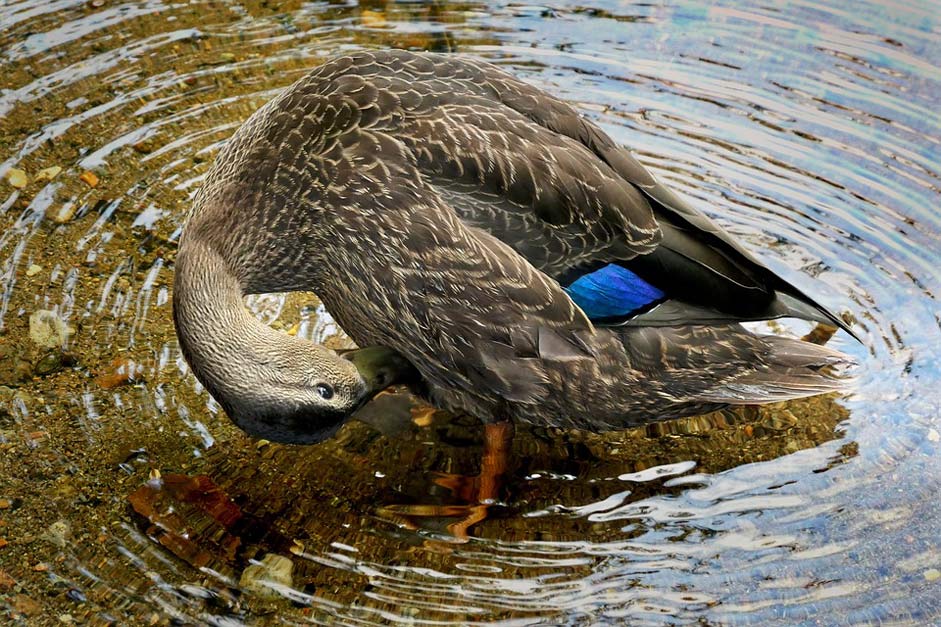 Lake Nature Birds Black-Duck