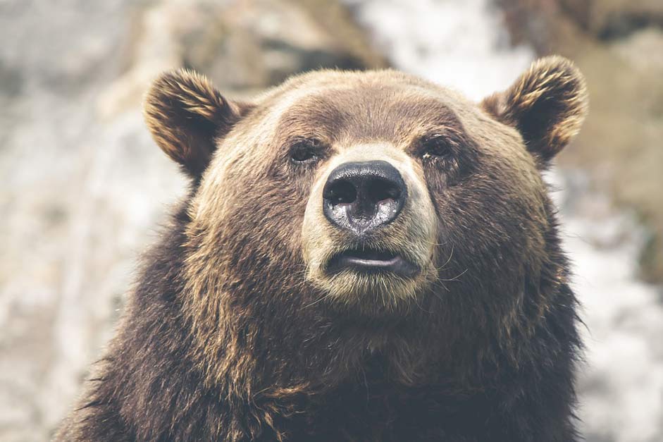 Mammal Canada Grizzly Brown-Bear