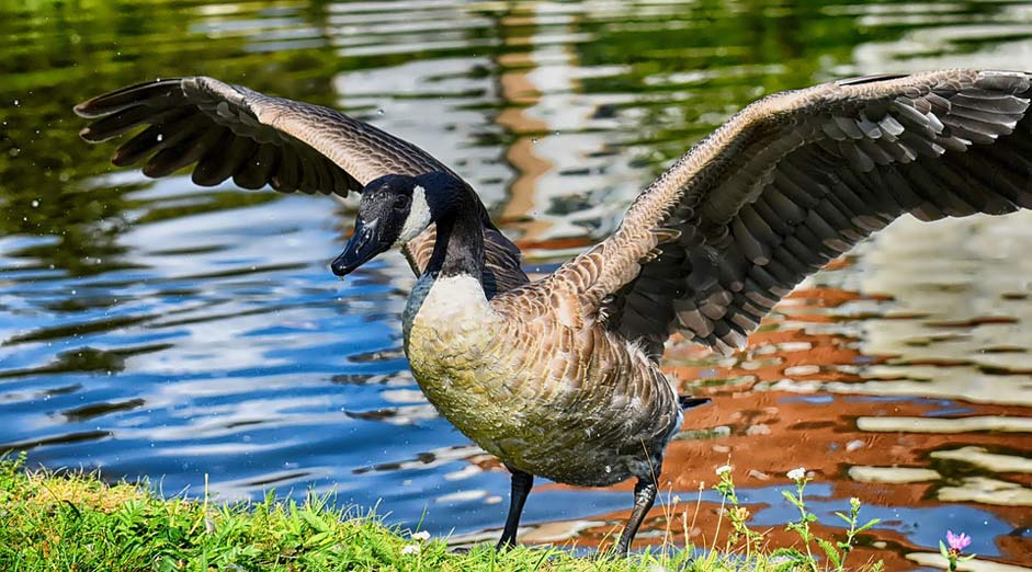 Nature Wild-Bird Branta-Canadensis Canada-Goose